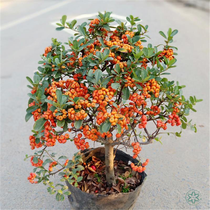 盆景火棘沙棘盆栽树桩绿植观花观植物花卉