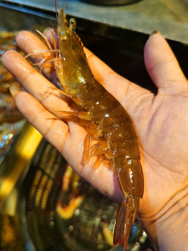 鲜活大虾福建海鲜水产超大活虾对虾海虾青虾白虾超大野生海水大虾