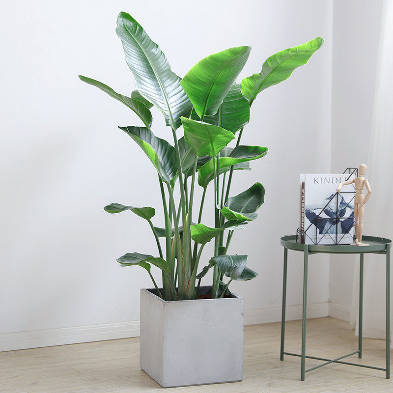 天堂鸟盆栽大型绿植新房开业乔迁室内阳台净化空气大型绿植