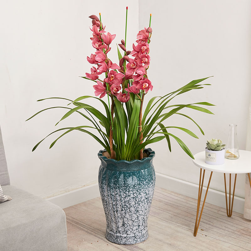 年宵花卉大花蕙兰开花小花盆栽室内客厅乔迁时令草本花卉