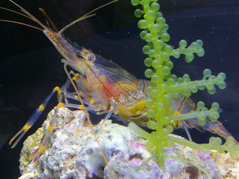海水清洁活体医生虾假绵羊黄点玻璃太平洋长臂海虾