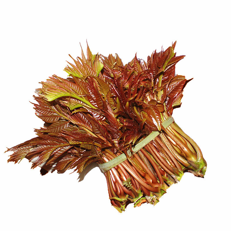 野生红香椿芽500g新鲜现摘现发头茬香椿嫩苗湖南农家时令野蔬菜