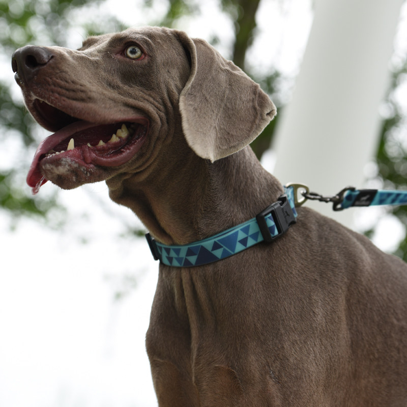 牵引杜宾防水项圈宠物猎犬围脖斗牛犬带柯八哥项圈