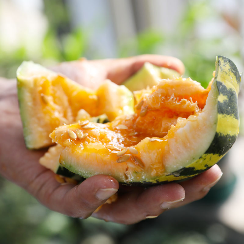 冰糖甜瓜种子苗超甜香香瓜种籽高产南方春季家庭园艺种子