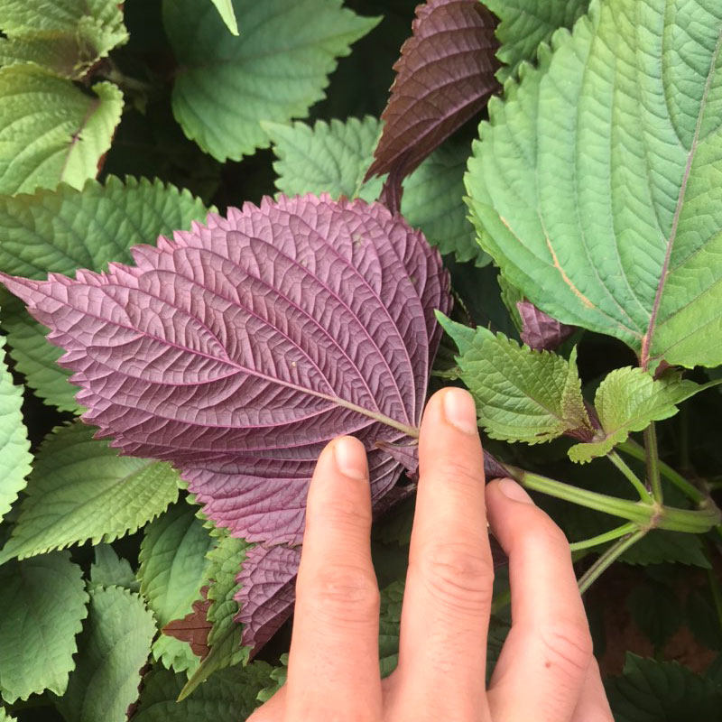 紫苏双面种子种籽苗苏籽种可食用四季盆栽种植家庭园艺种子