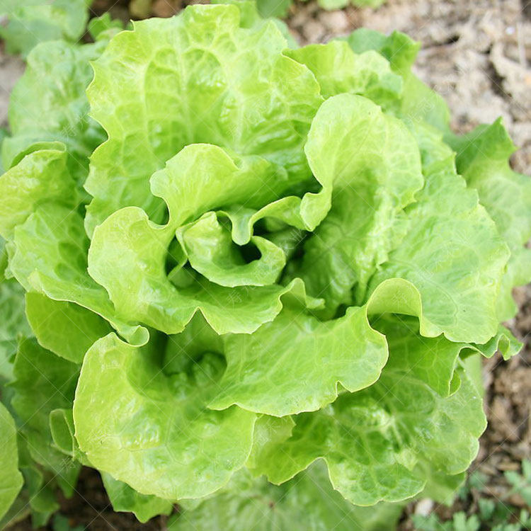 奶油大禹生菜种子菜籽沙拉青菜白菜阳台盆栽家庭园艺种子