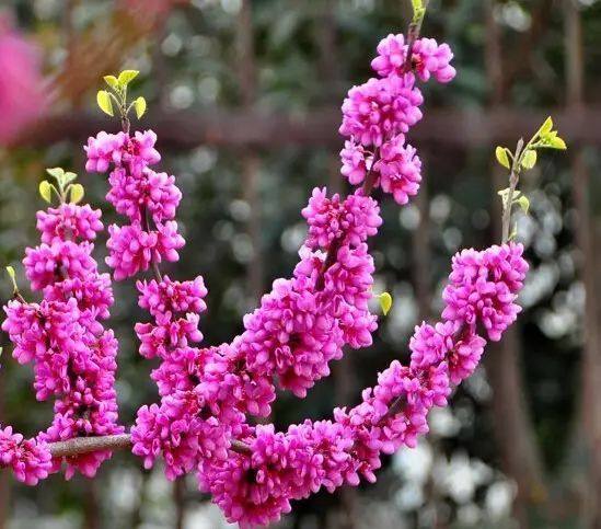 紫荆四季庭院观赏绿化苗木丛生紫荆花花苗紫荆树观叶