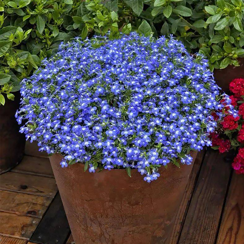 垂吊六倍利翠蝶花蓝花亚麻种籽阳台室内盆栽家庭园艺种子
