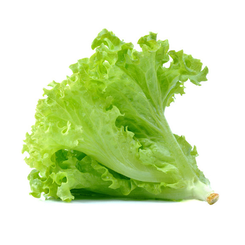 沙拉玻璃生菜种子籽生吃庭院阳台盆栽大田春夏秋冬四季播蔬菜种孑