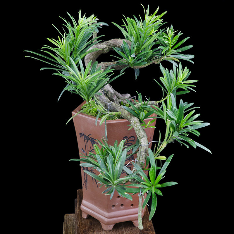 悬崖罗汉松老桩盆景室内花卉绿植盆栽客厅禅意小盆景四季常青送礼