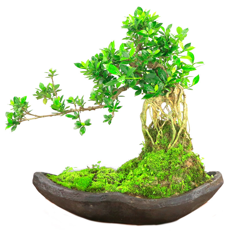 大盆盆景栀子花高提根悬崖造型水横枝盆栽阳台庭院时令草本花卉