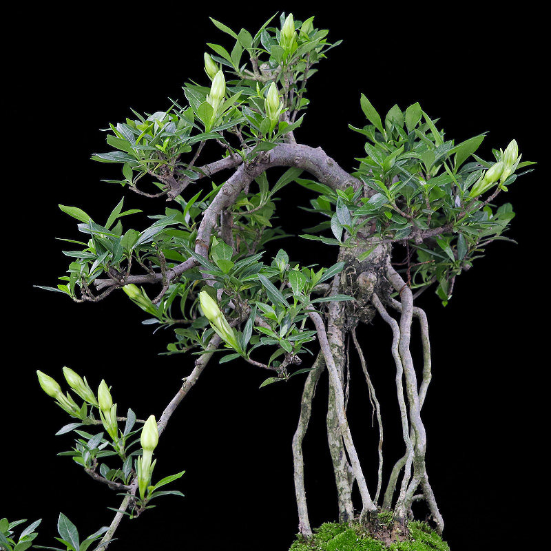 小叶栀子花高提根水横枝盆景悬崖造型老桩植物办公室绿植