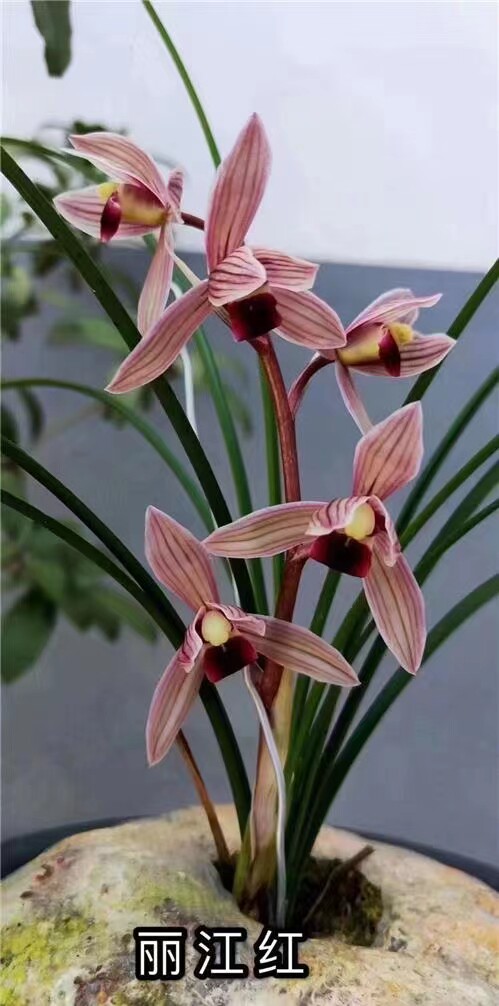 包邮当年开花名品兰花苗盆栽 莲瓣兰丽江红 阳台庭院浓香花卉绿植