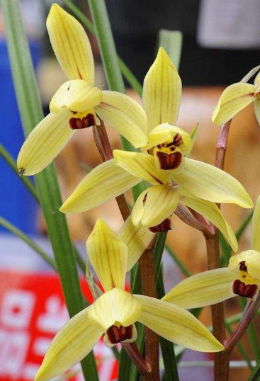 包邮当年开花花名品兰花苗莲瓣兰金金龙献宝时令草本花卉