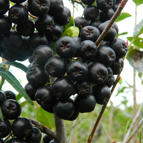 花楸树苗不老莓南北方盆栽地栽易活家庭绿化观赏黑果花楸苗