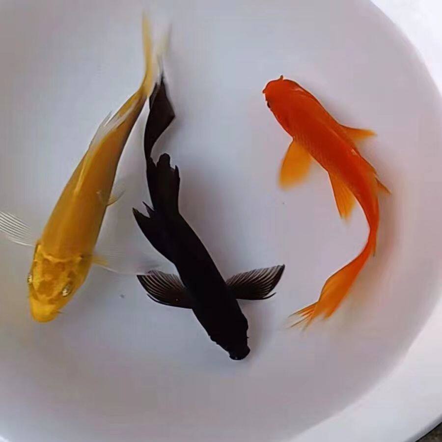 鲤鱼锦鲤活鱼活体观赏鱼黄金龙凤蝴蝶招财鱼耐鱼