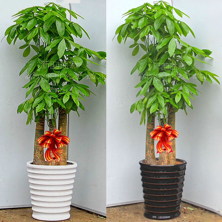 发财树大盆栽 乔迁新居室内耐阴植物 办公室绿植公司开业送礼盆景