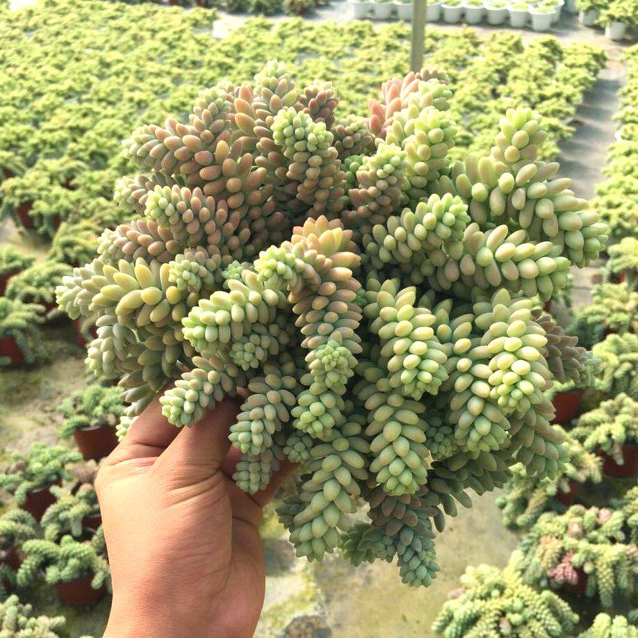 胖先生多肉彩虹长串玉坠佛珠老桩群生云南露养多肉植物