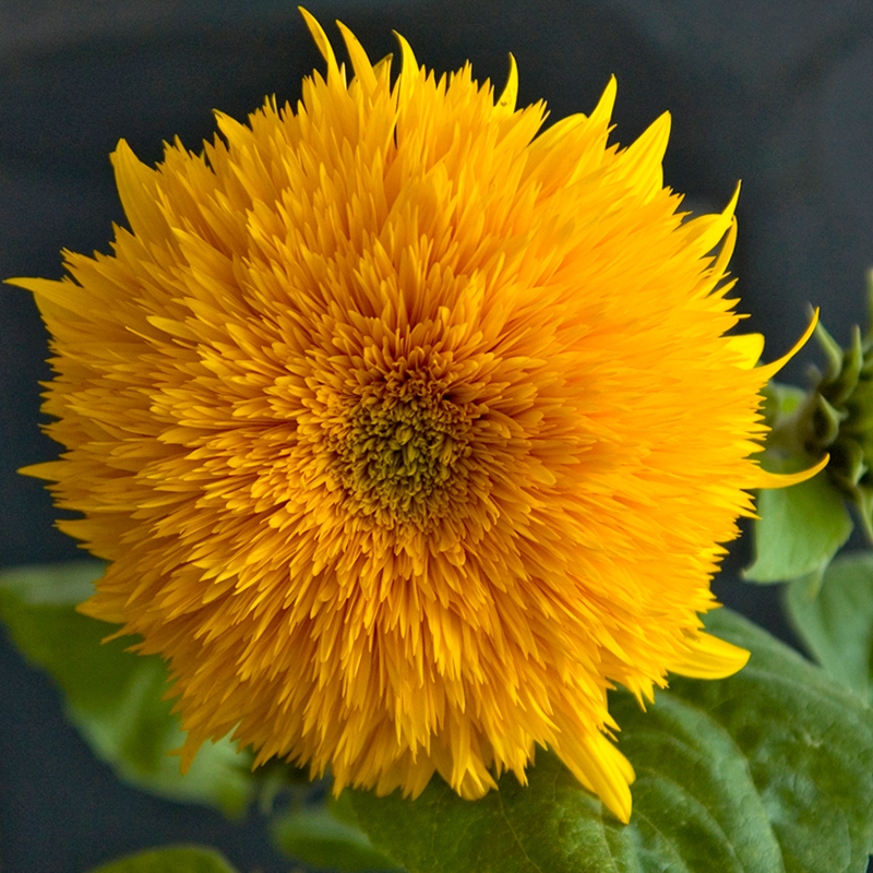 四季种子类别:观叶种子 阳台专用 观花种子植物品种:向日葵开花季节