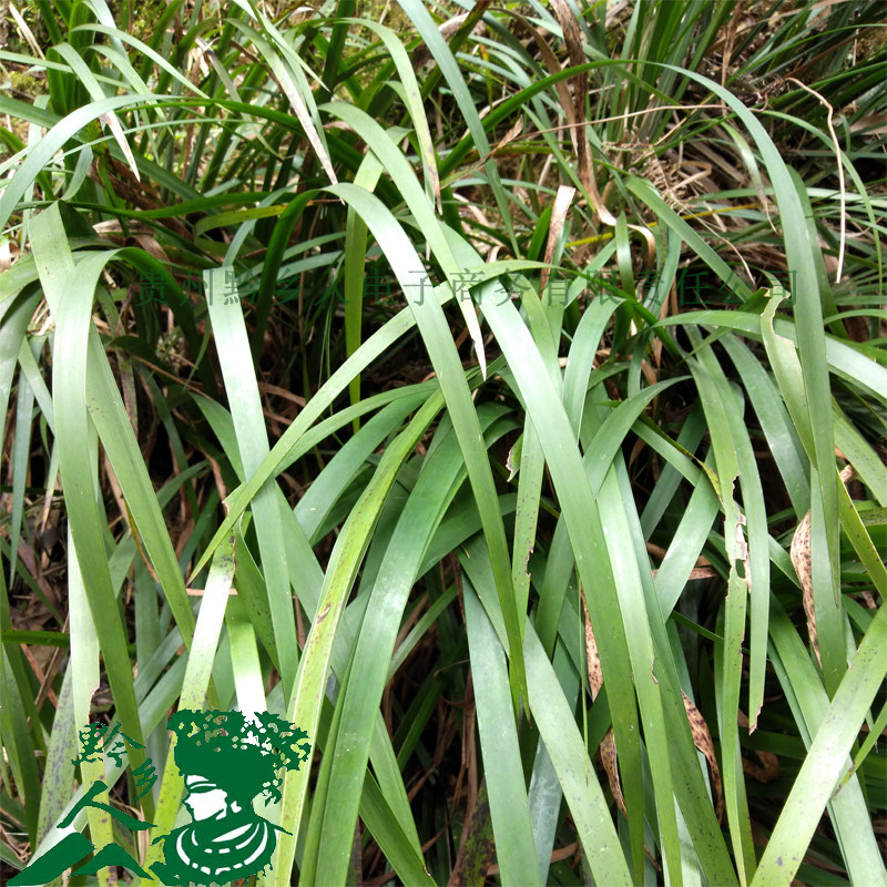 贵州特产野生山赖香料三奈去腥牛羊肉去味现挖新鲜带根盆栽1斤包