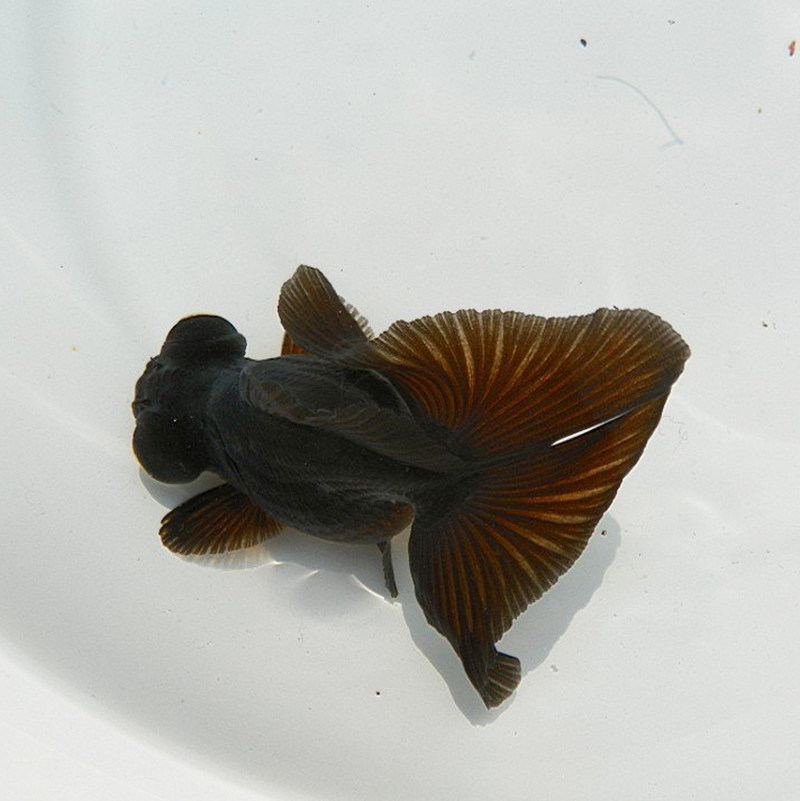 金鱼蝶尾观赏淡水鱼精品花蝶红蝶水族活体宠物鱼