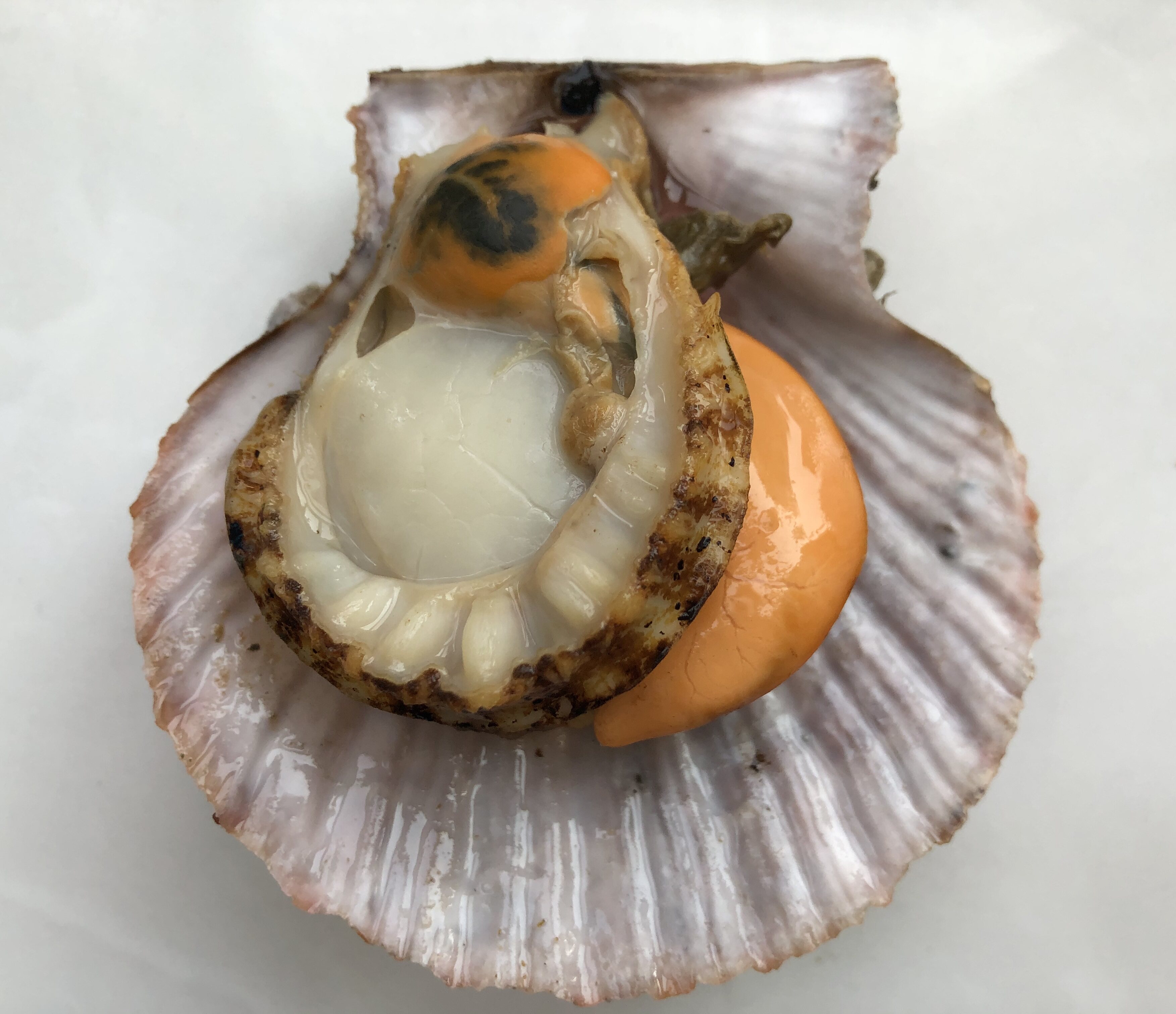 威海海带毛刺栉孔扇贝国产海鲜活烧烤火锅7斤扇贝