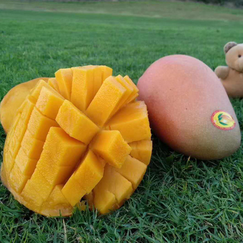 芒果海南红玉10斤三亚新鲜水果红皮玉文大果芒果