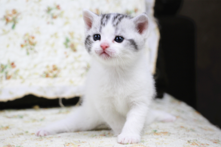 cfa血统美国短毛美短猫舍加白高白弟弟起司猫猫咪