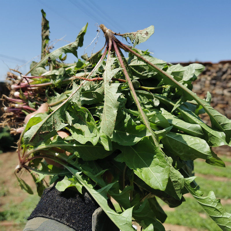 5斤蒲公英新鲜现挖野生婆婆丁新鲜蒲公英带根3斤山野菜嫩叶苗蘸酱