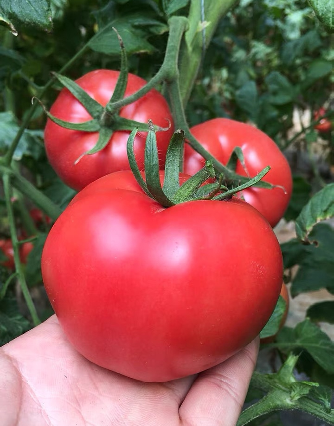 西红柿山东东沙正宗普罗旺斯5斤包邮产地直番茄