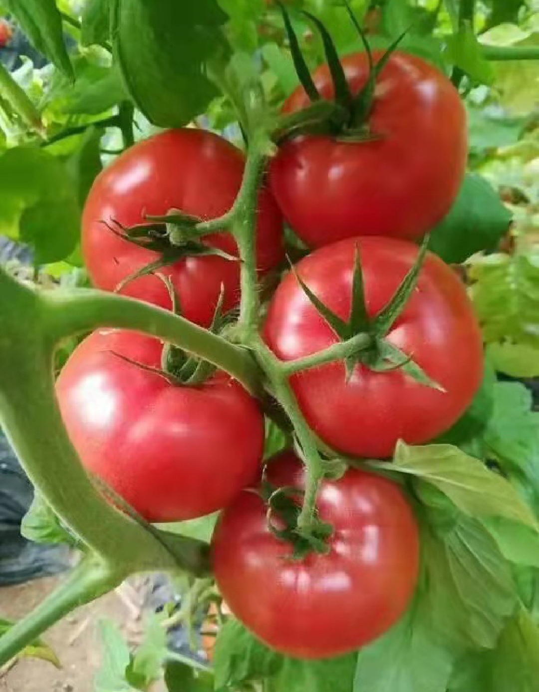 西红柿山东东沙正宗普罗旺斯5斤包邮产地直番茄