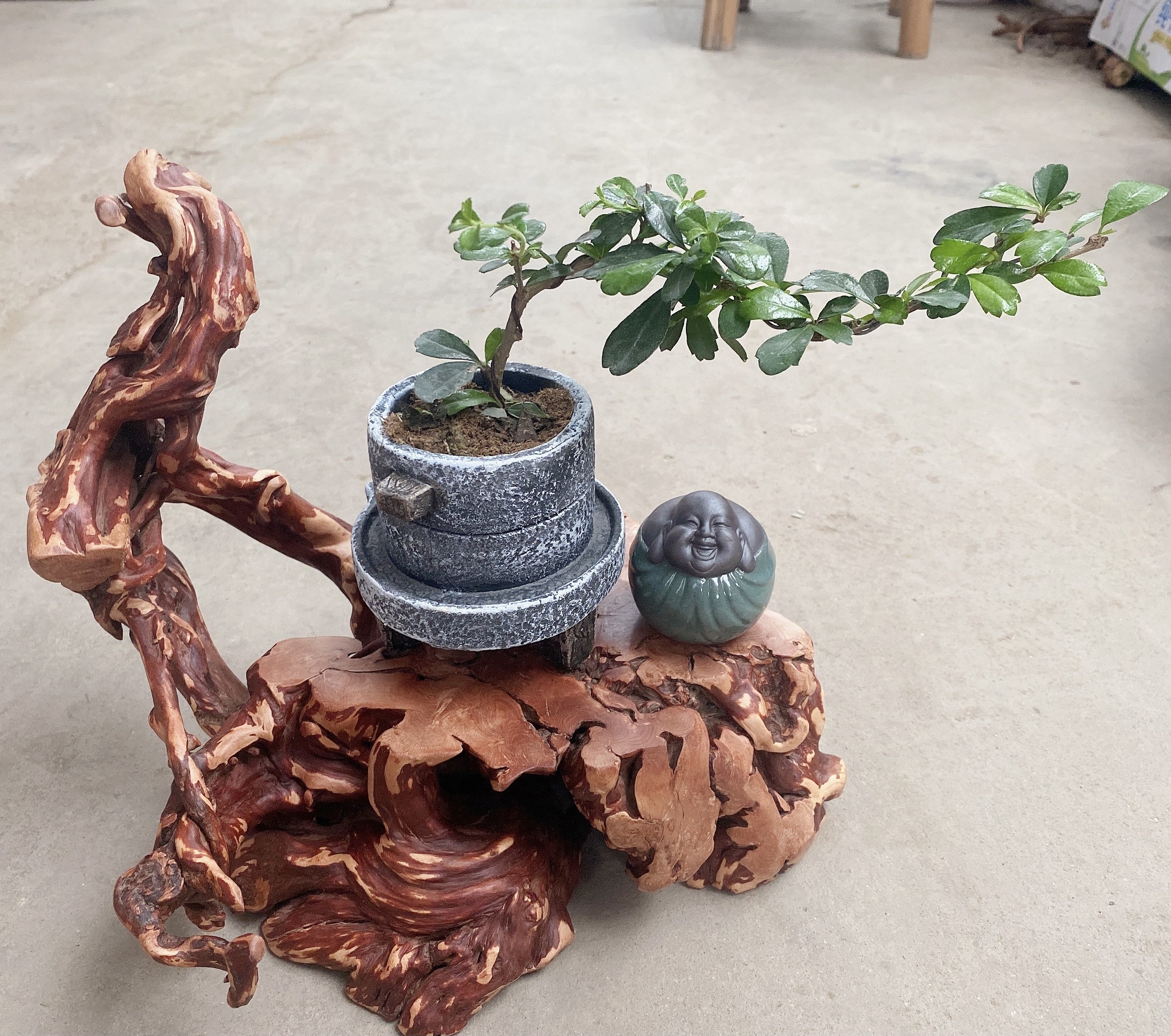 盆景福建悬崖临水禅意办公桌迷你开花拇指四季绿植