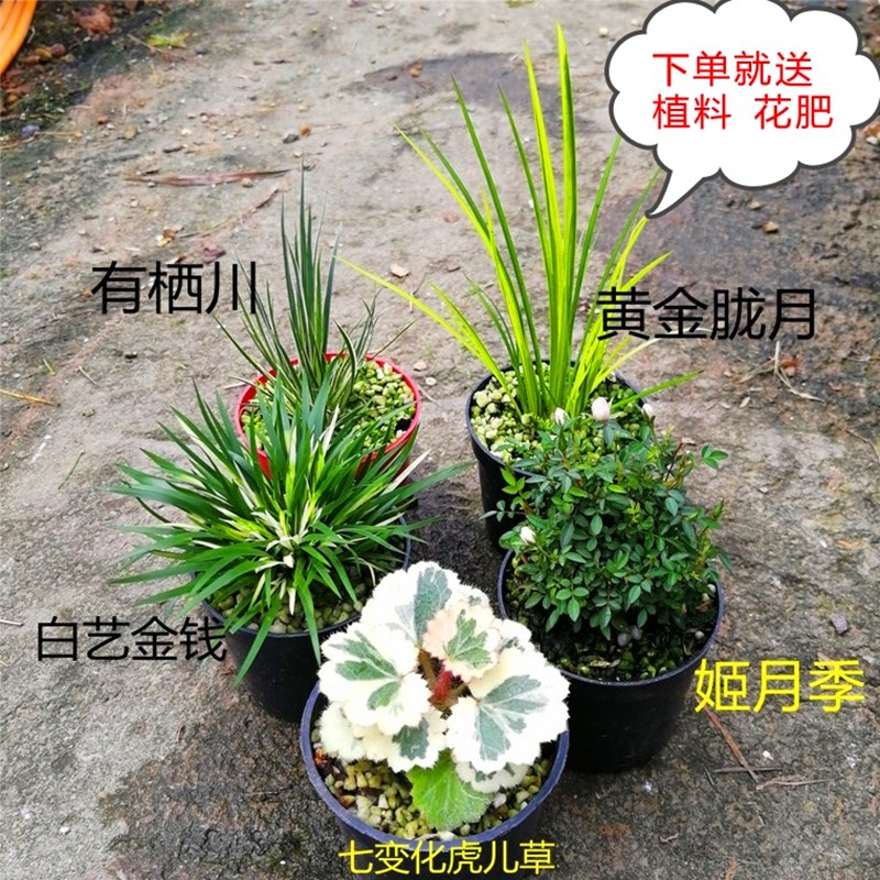 日本金钱菖蒲草盆景贵船苔蝉小川四季常青室内绿植耐寒好养盆栽花 - 图1