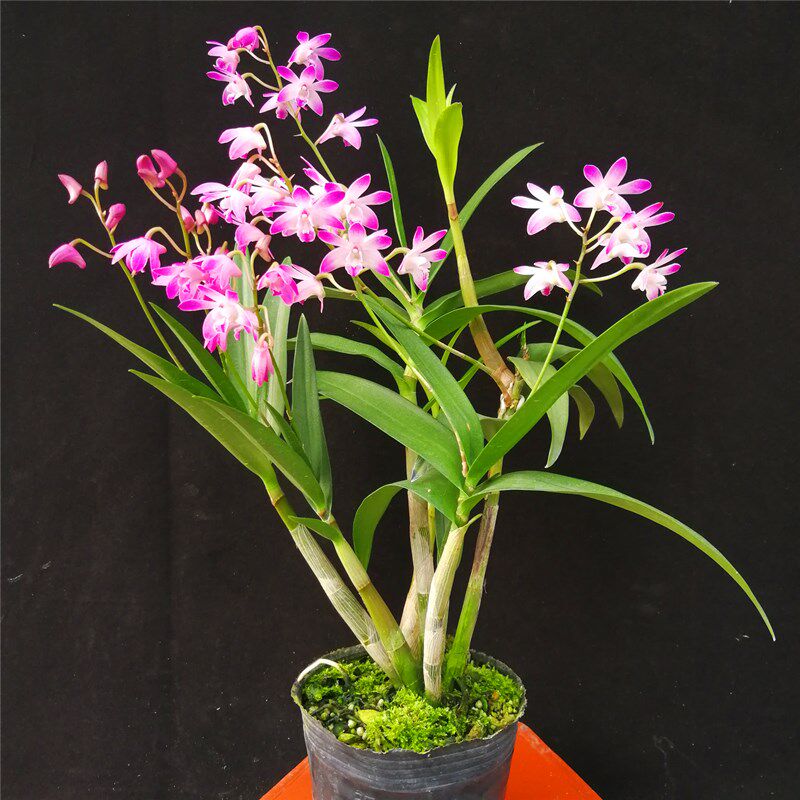 正宗澳洲香水石斛兰白泼墨四季开花花卉室内时令草本花卉