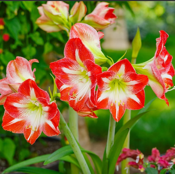 10月发密涅秘鲁进口朱顶红种荷兰兰花园艺268元种球