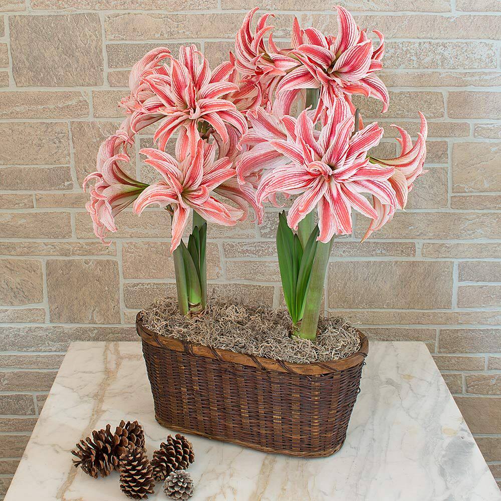 荷兰现货多福福莱特比翼进口重瓣朱顶红种兰花种球