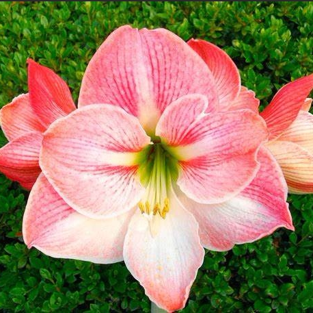 预售樱花cherryblossom秘鲁进口朱顶红种荷兰兰花种球