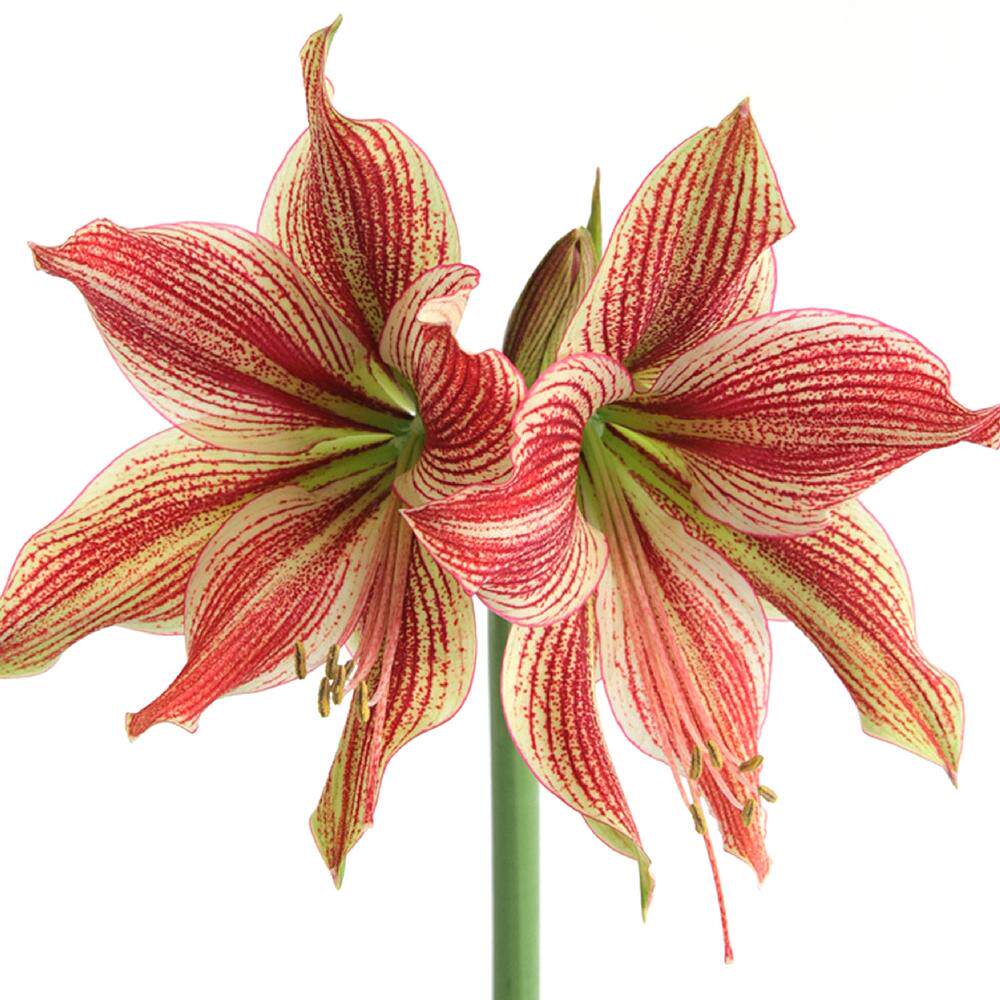 荷兰现货异域之星2021年秋季进口朱顶红种兰花种球