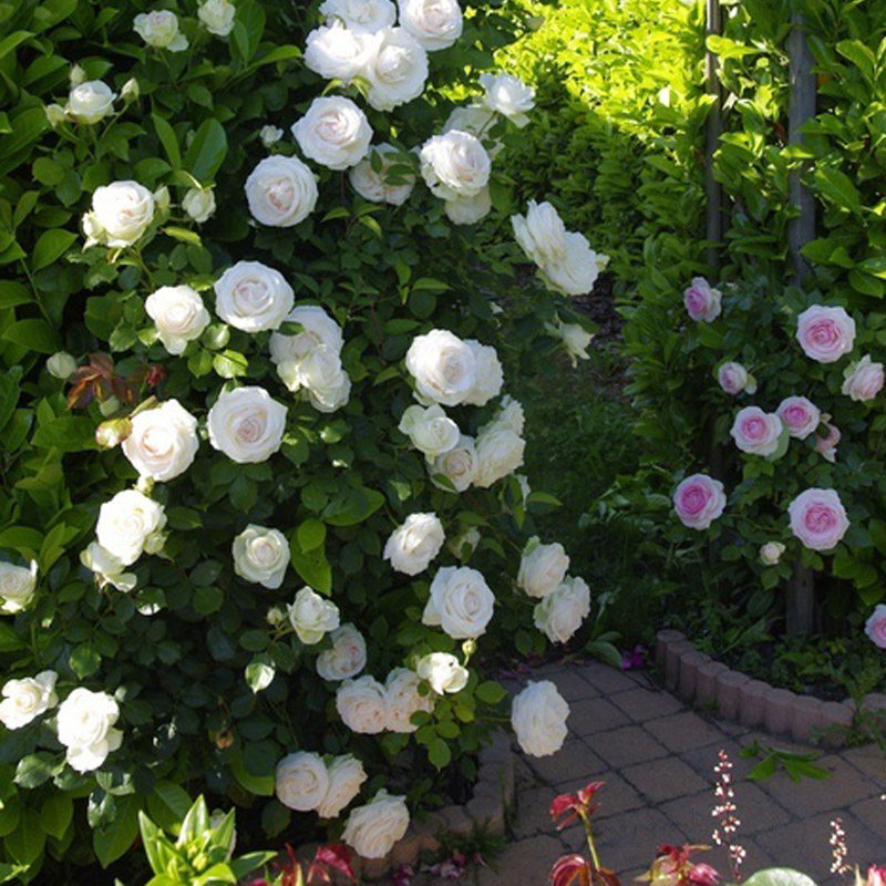 白色龙沙宝石藤本月季花苗阳台盆栽栅栏爬藤蔷薇时令草本花卉