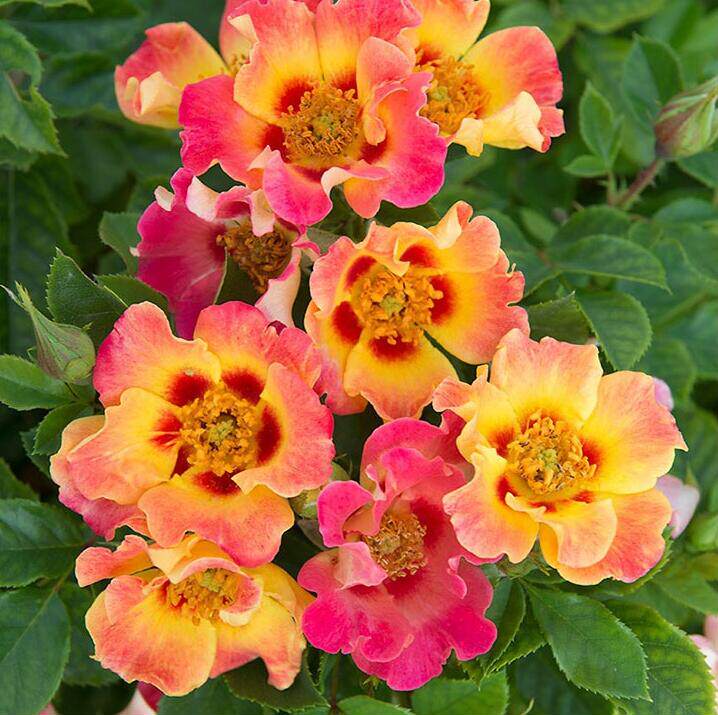 巴比伦眼睛羞红月季月季花花苗株型紧凑微香阳台时令草本花卉