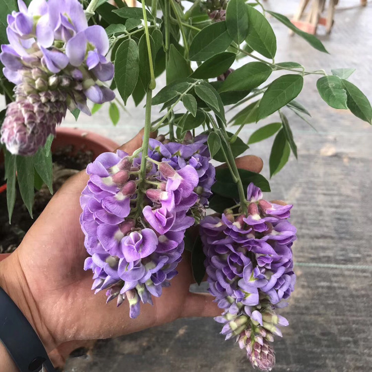 紫藤多花紫藤花花苗盆栽藤本爬藤植物紫水晶蓝月亮时令草本花卉