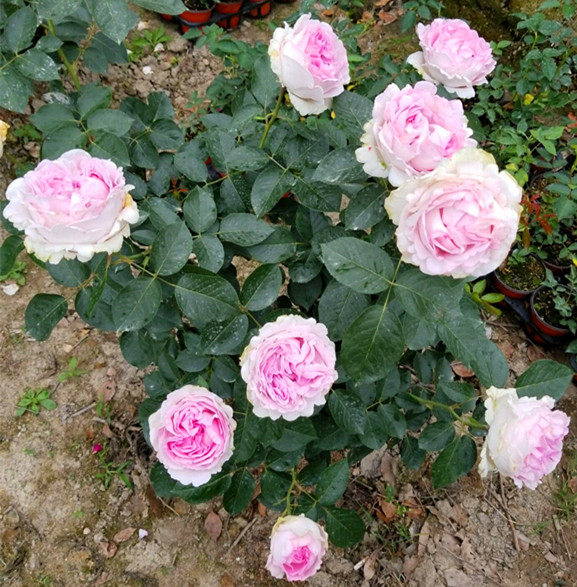 伊芙幻塔索斯月季花苗盆栽特大花浓香伊芙系列阳台庭院四季玫瑰花