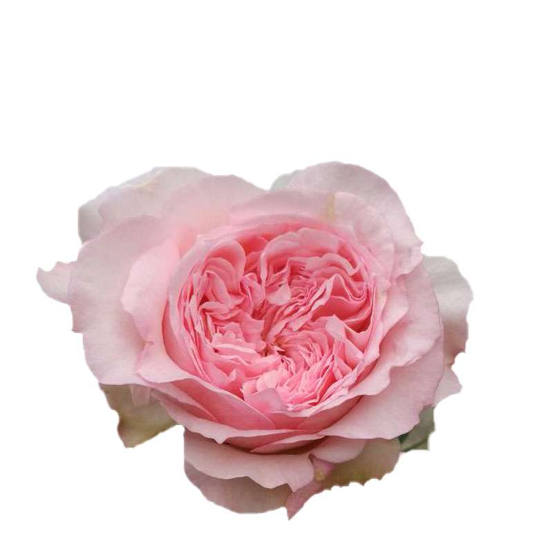 伊芙口红诱惑月季花达苗粉色大花型浓香勤花品种时令草本花卉