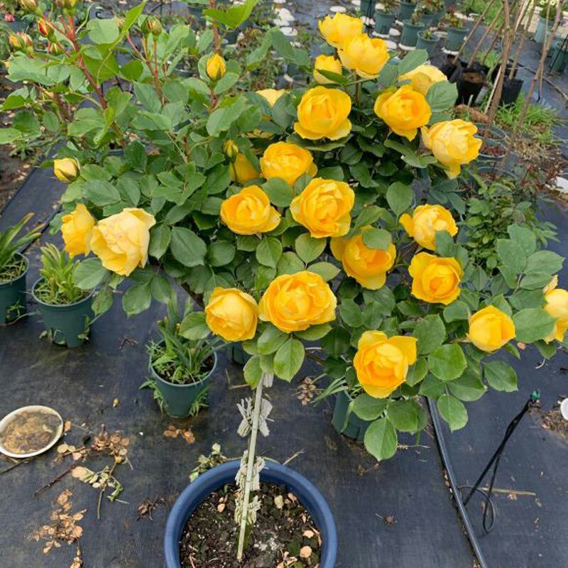金丝雀棒棒糖树状月季花苗盆栽四季玫瑰大花浓香庭院阳台花卉植物
