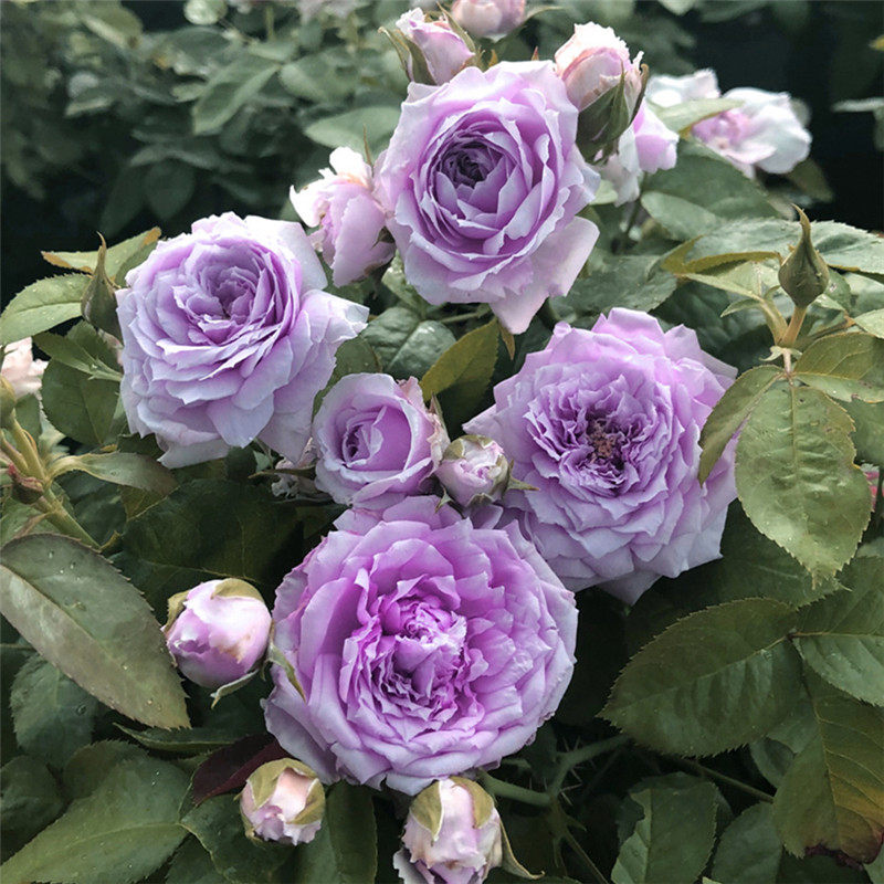 蓝色天空晴空月季花大苗浓香大花四季勤花阳台玫瑰时令草本花卉