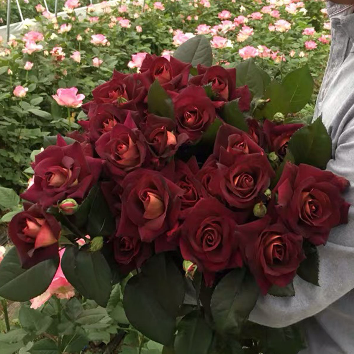 骇客切花玫瑰花苗暗红色系列大花型茶香灌木花苗