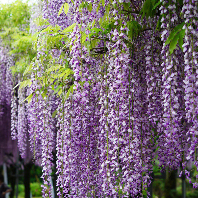 熊野紫藤花树苗爬藤植物盆栽庭院花架栅栏紫藤萝时令草本花卉