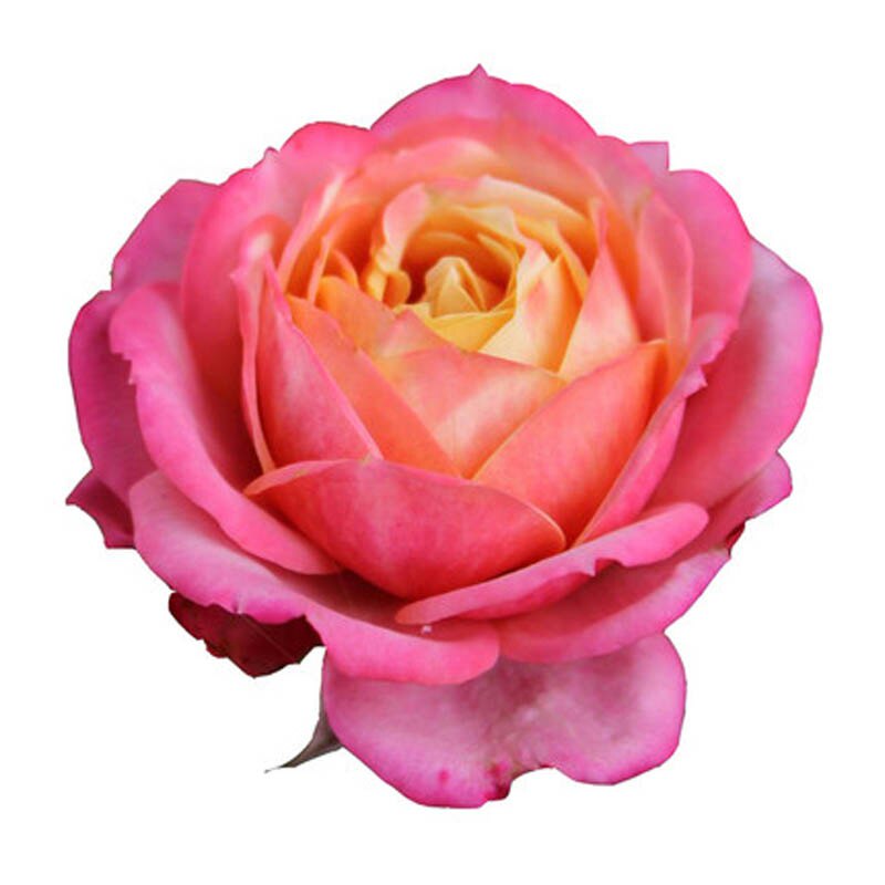 浪漫比克月季月季花花苗阳台多花微花量大四季时令草本花卉