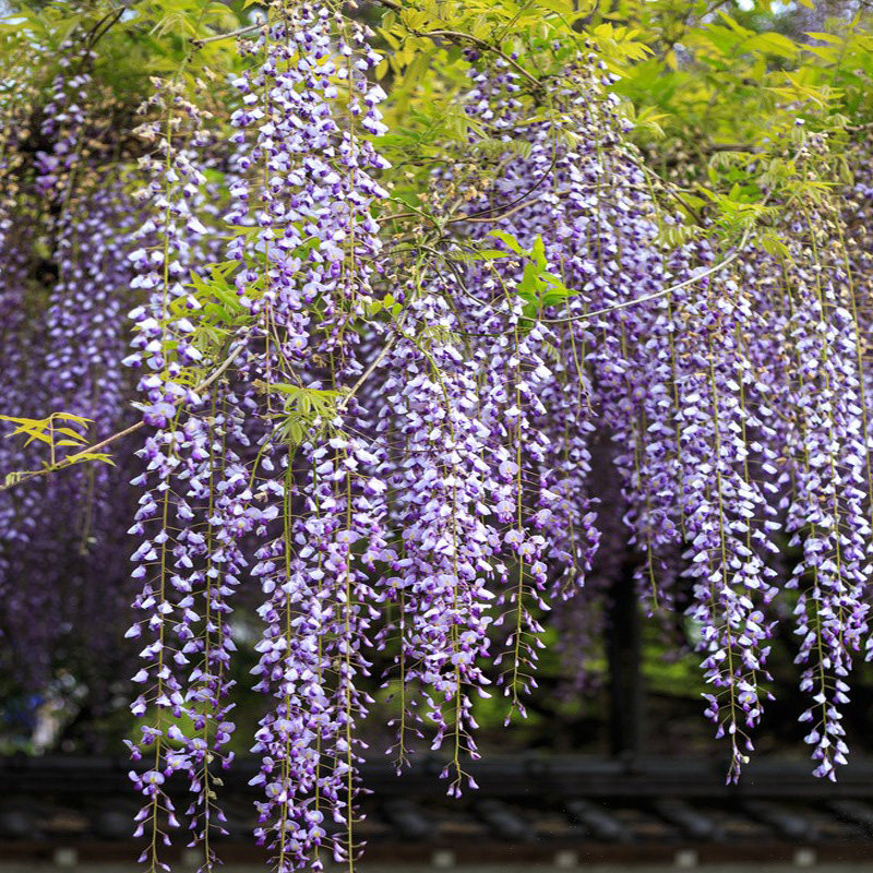 熊野紫藤花树苗爬藤植物盆栽庭院花架栅栏紫藤萝时令草本花卉