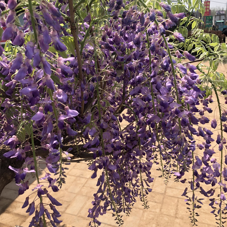 紫藤多花紫藤花花苗盆栽藤本爬藤植物紫水晶蓝月亮时令草本花卉